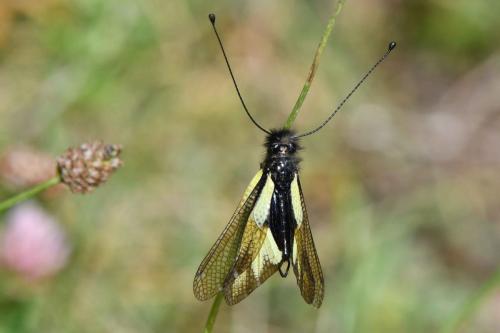 Ascalaphe souffré (Libelloides coccajus) mâle