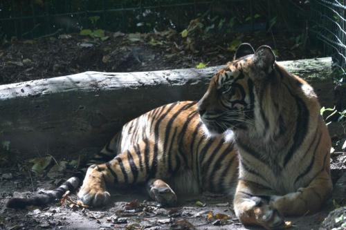 Tigre