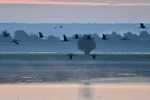 Départ des grues cendrées vers les champs