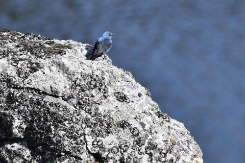 Monticole bleu à Salto del Gitano