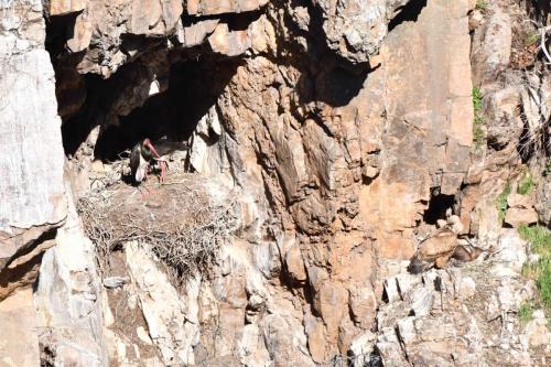 Cigognes noires et vautours fauves à Salto del Gitano