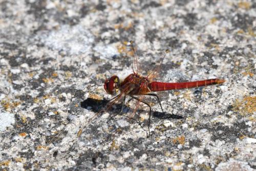 Sympetrum fonscolombii ?