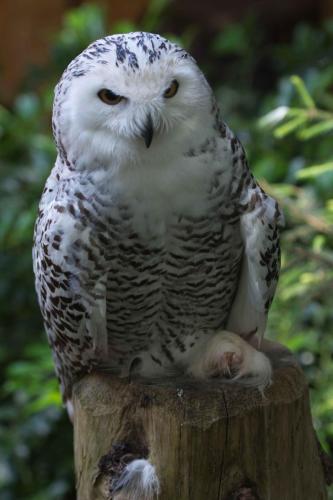 Chouette harfang