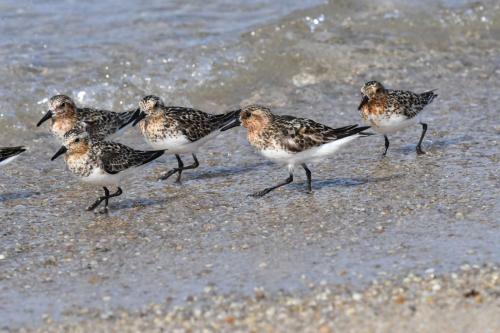 Bécasseaux sanderlings