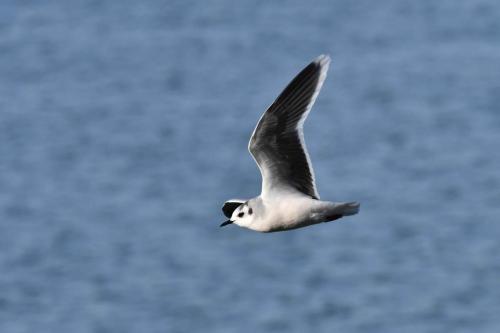 Mouette pygmée (adulte)