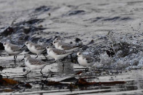 Bécasseaux sanderlings