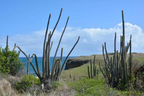 Savane des pétrifications