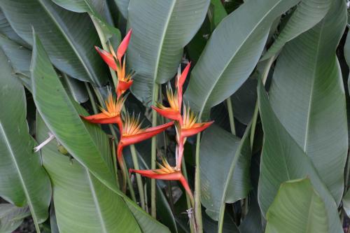 Héliconia