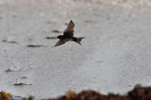 Hirondelle rustique