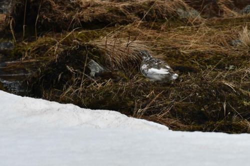 Lagopède alpin, femelle