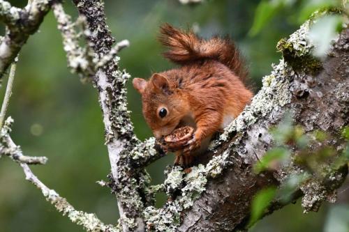 Ecureuil roux