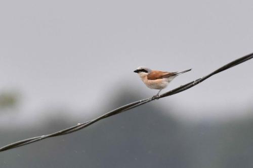 Pie-grièche écorcheur