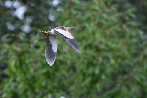 Blongios nain (femelle)