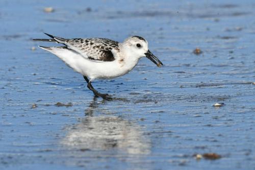 Bécasseau sanderling