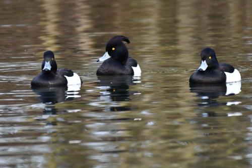 Fuligules morillons