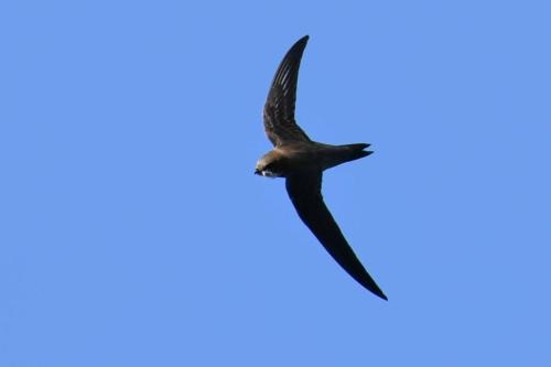 Martinet à ventre blanc