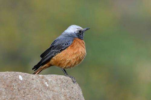 Monticole à doigts courts