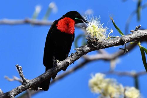 Souimanga à poitrine rouge