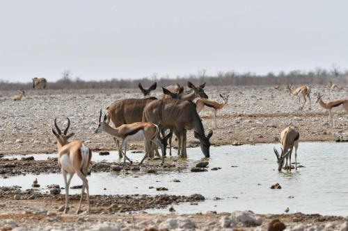 Springboks du Kalahari et Koudous du Zambèze