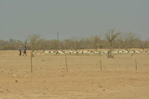 Sur la C39 entre Khorixas et  Petrified forest