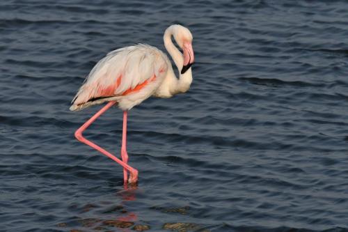Flamant rose