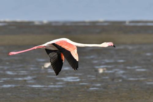 Flamant rose