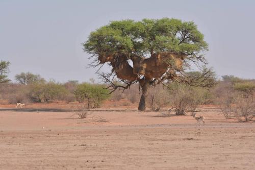 Springbok du Kalahari