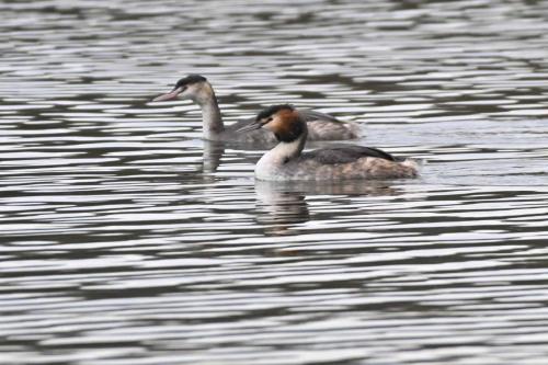 Grèbes huppés