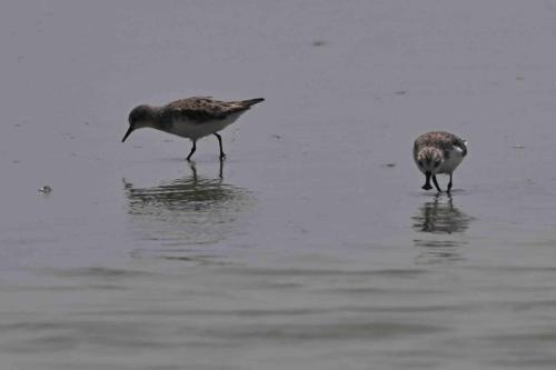 Bécasseau spatule et bécasseau à col roux