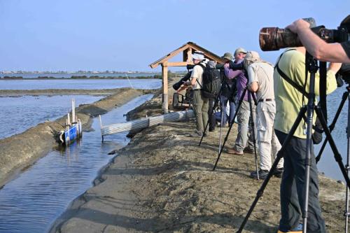Laem Phak Bia - Marais salants