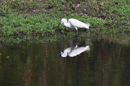 Aigrette garzette