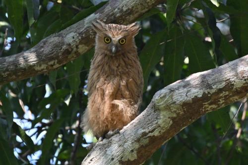 Grand-duc malais (jeune)