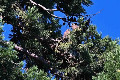 Faucons crécerelles