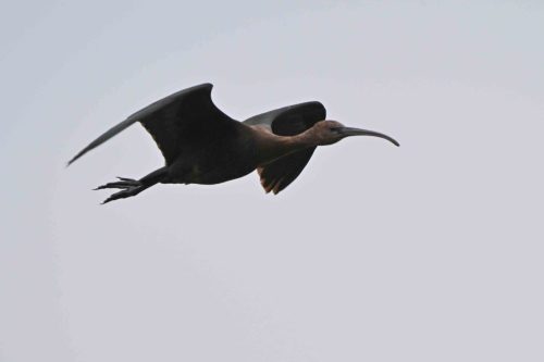 Ibis falcinelle
