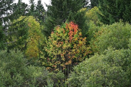 Sorbier des oiseleurs