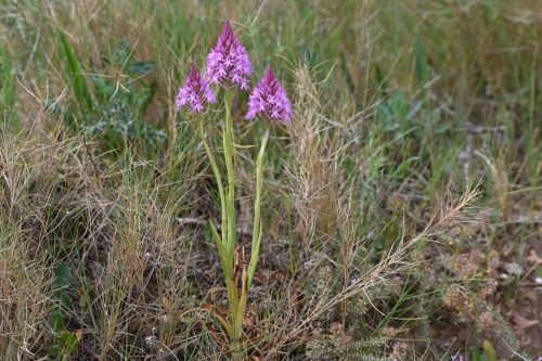 Orchis pyramidal
