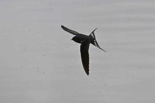 Hirondelle rustique