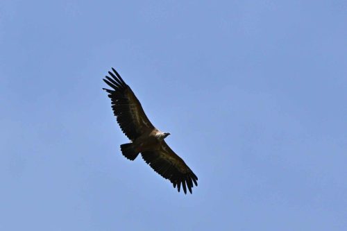 Vautour fauve