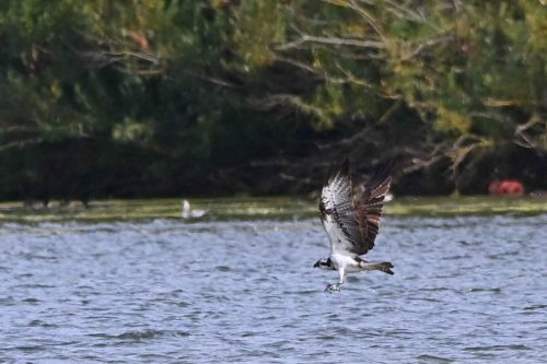Balbuzard pêcheur