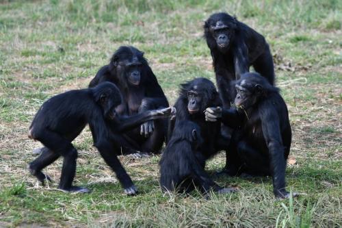 Bonobos
