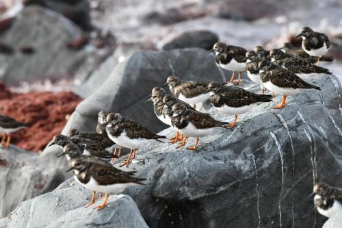 Tournepierres à collier