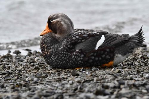 Brassemer des Malouines (mâle)