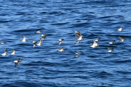 Gravelots des Falkland et Bécasseaux de Bonaparte