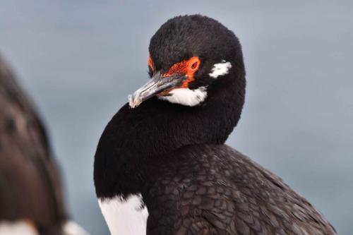 Cormoran de Magellan