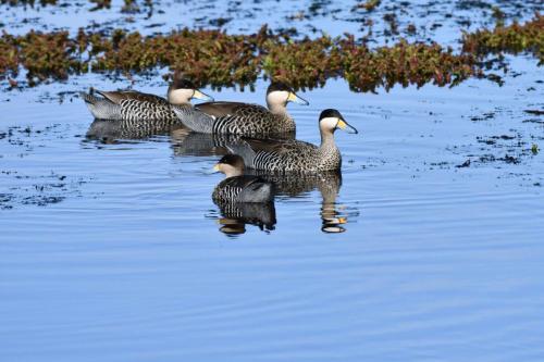 Sarcelles bariolées