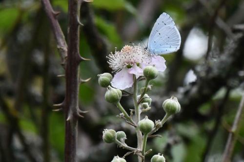 Azuré des nerpruns (Celastrina argiolus)