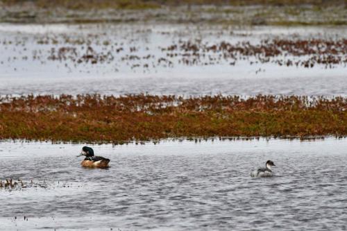 Canard de Chiloé et Grèbe aux belles joues