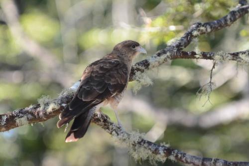 Caracara chimango 
