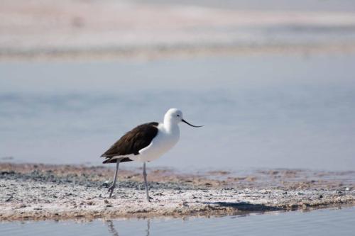 Avocette des andes