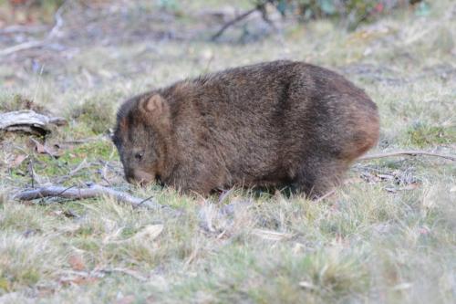 Wombat